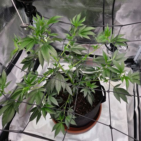 Cherry growlog timeline photo