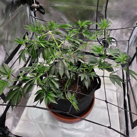Cherry growlog timeline photo