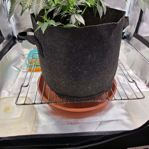 Cherry growlog timeline photo