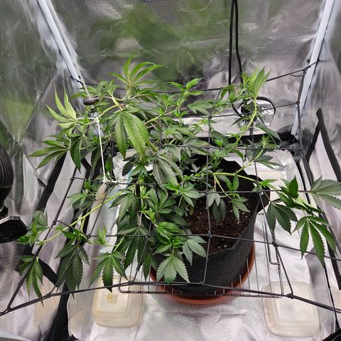 Cherry growlog timeline photo