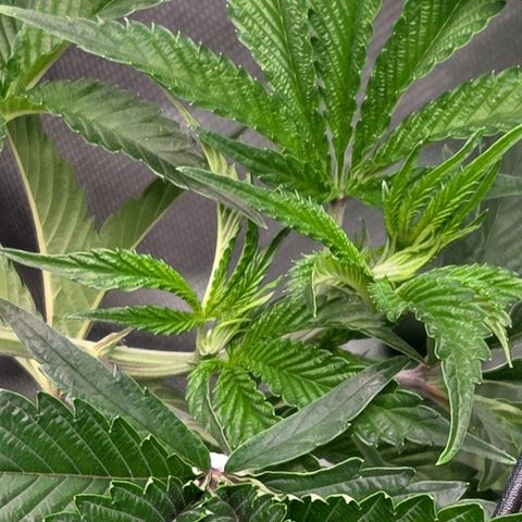 Cherry growlog timeline photo