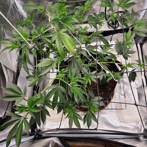 Cherry growlog timeline photo