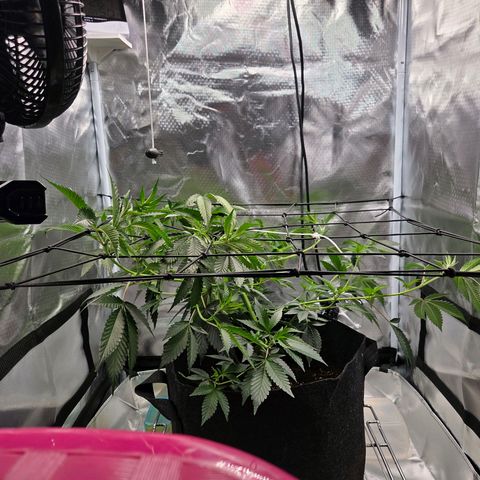 Cherry growlog timeline photo