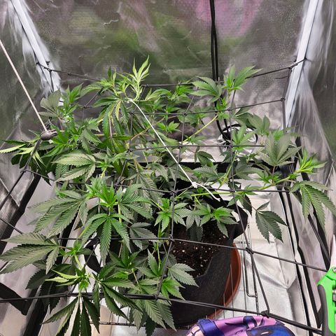 Cherry growlog timeline photo
