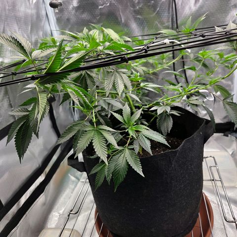 Cherry growlog timeline photo