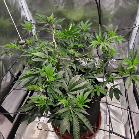 Cherry growlog timeline photo