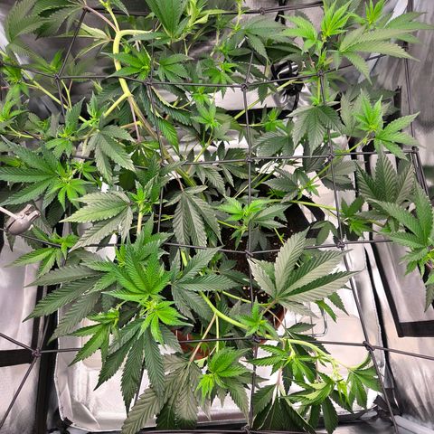 Cherry growlog timeline photo