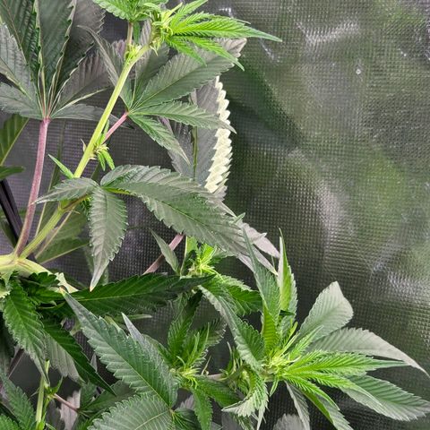 Cherry growlog timeline photo