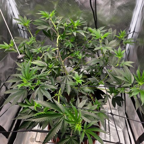 Cherry growlog timeline photo