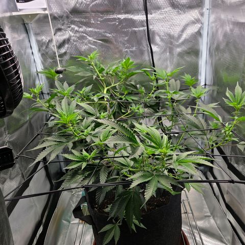 Cherry growlog timeline photo