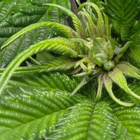 Cherry growlog timeline photo