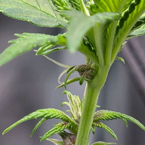 Cherry growlog timeline photo