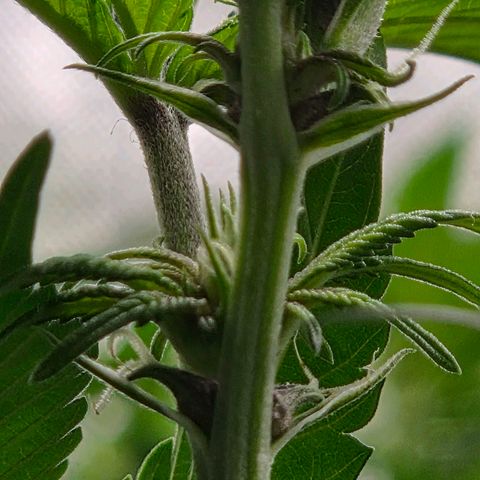 Cherry growlog timeline photo