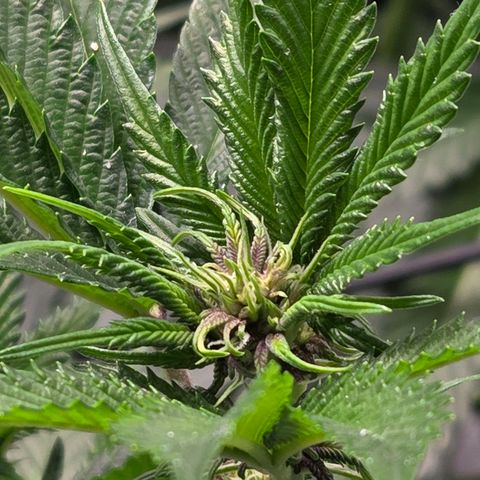 Cherry growlog timeline photo