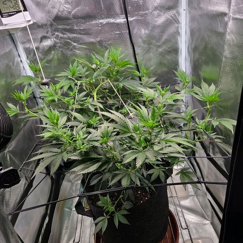Cherry growlog timeline photo