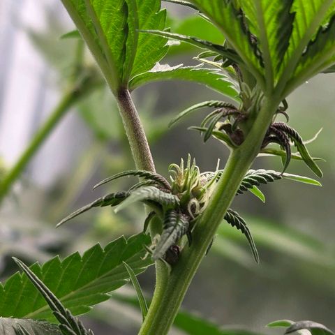 Cherry growlog timeline photo
