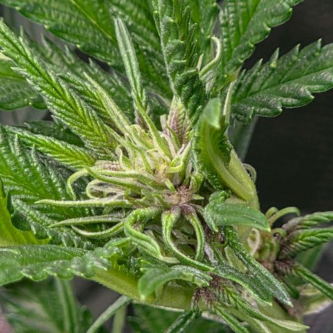 Cherry growlog timeline photo
