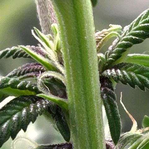 Cherry growlog timeline photo