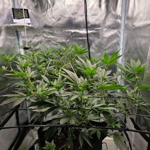 Cherry growlog timeline photo