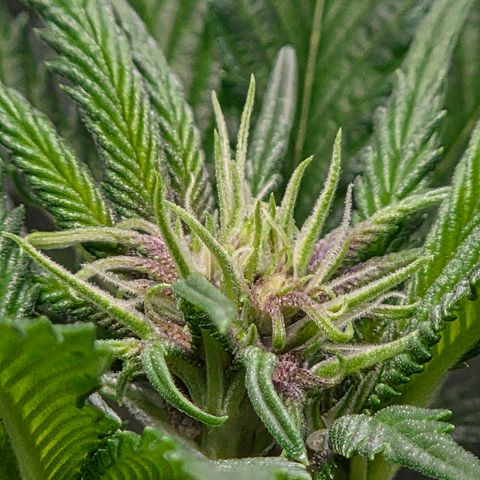Cherry growlog timeline photo