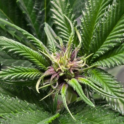 Cherry growlog timeline photo