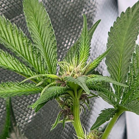 Cherry growlog timeline photo