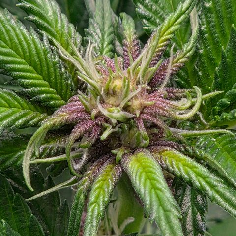 Cherry growlog timeline photo