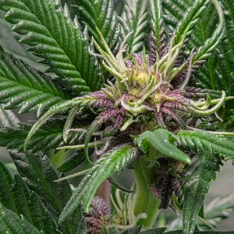 Cherry growlog timeline photo