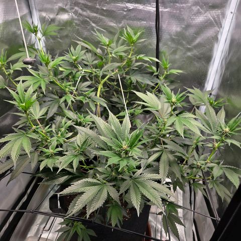 Cherry growlog timeline photo