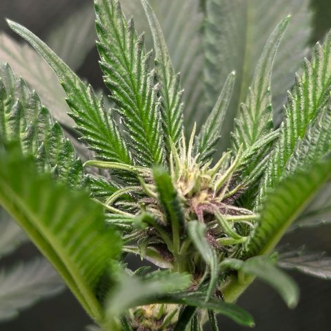 Cherry growlog timeline photo