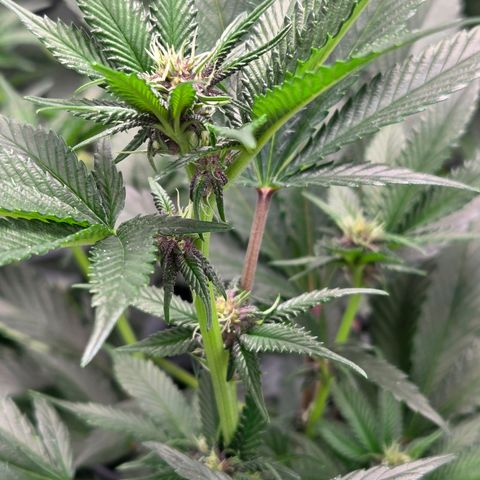 Cherry growlog timeline photo