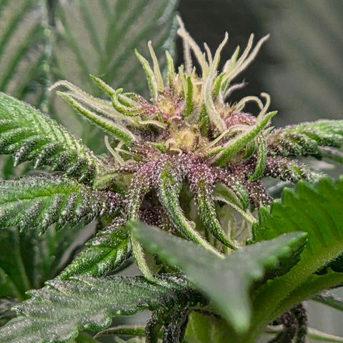 Cherry growlog timeline photo