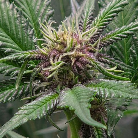 Cherry growlog timeline photo