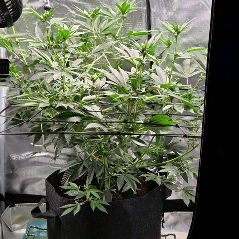 Cherry growlog timeline photo
