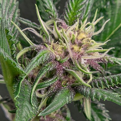 Cherry growlog timeline photo