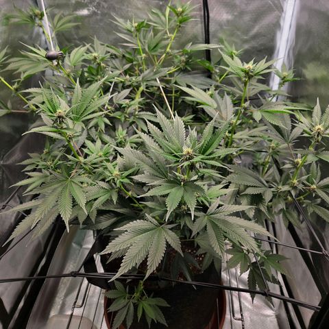 Cherry growlog timeline photo