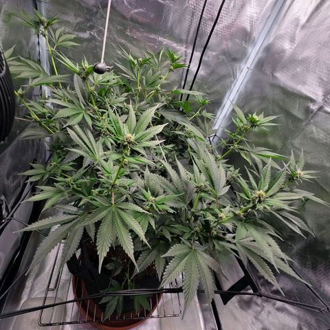 Cherry growlog timeline photo