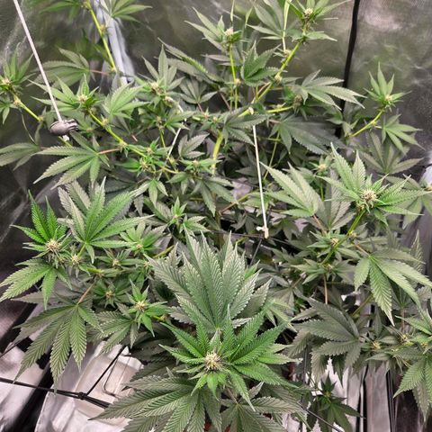 Cherry growlog timeline photo