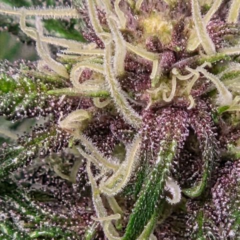 Cherry growlog timeline photo