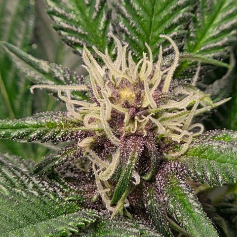 Cherry growlog timeline photo