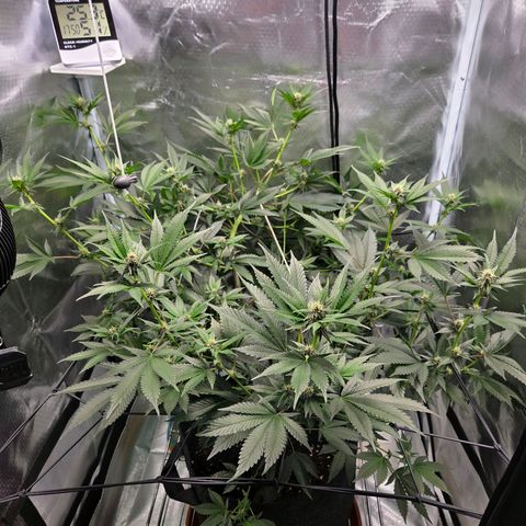 Cherry growlog timeline photo
