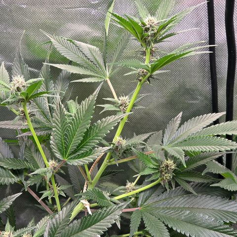 Cherry growlog timeline photo