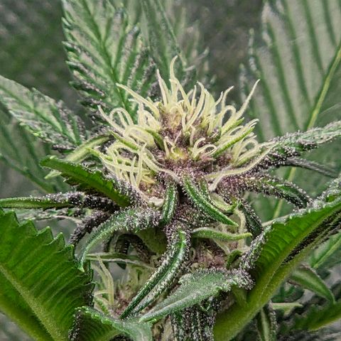 Cherry growlog timeline photo
