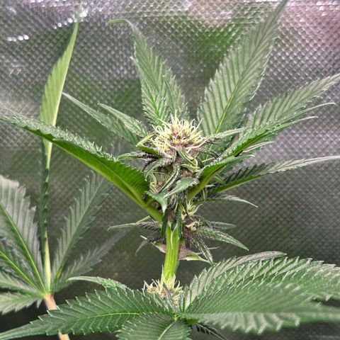 Cherry growlog timeline photo