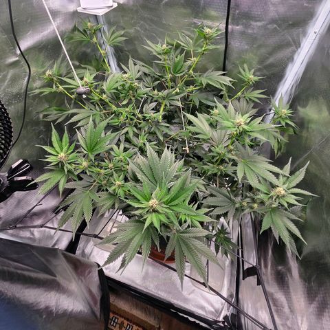 Cherry growlog timeline photo