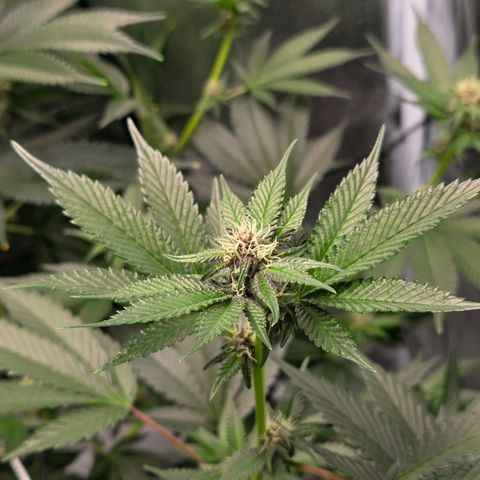 Cherry growlog timeline photo