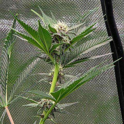 Cherry growlog timeline photo