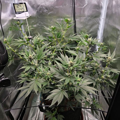 Cherry growlog timeline photo