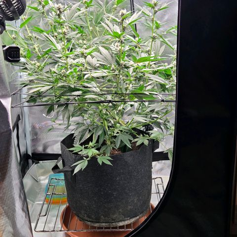 Cherry growlog photo: Lollypopping Vorher-Nachher 