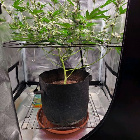Cherry growlog photo: Lollypopping Vorher-Nachher 